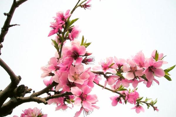 甲子日柱命格中的桃花与感情运势 甲子日柱命格中的桃花与感情运势