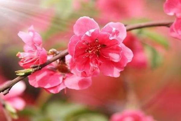 八字桃花旺盛意味着什么?命理师解读 八字桃花旺盛意味着什么?命理师解读