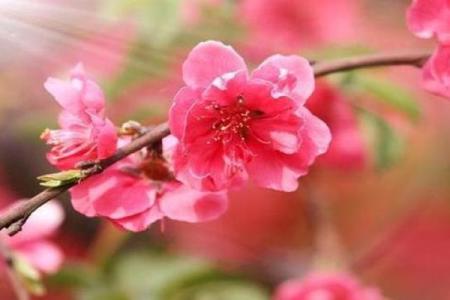 八字桃花旺盛意味着什么？命理师解读