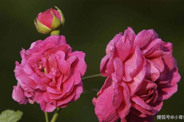甲子日柱下的桃花运旺盛征兆 甲子日柱下的桃花运旺盛征兆