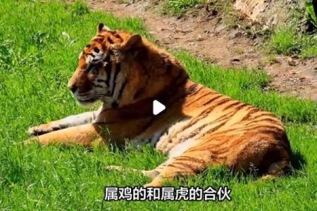 属虎男和属鸡女的性格契合度如何