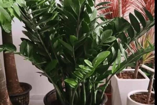 如何选择适合客厅财位的风水树提升运势