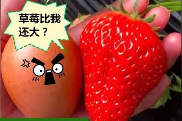 草莓名字的多样性与地方特色 草莓名字的多样性与地方特色