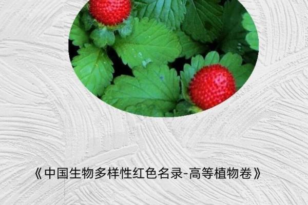 草莓名字的多样性与地方特色 草莓名字的多样性与地方特色