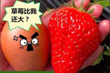 草莓名字的多样性与地方特色