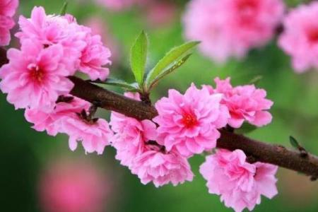 如何通过八字看你的桃花运是否旺盛