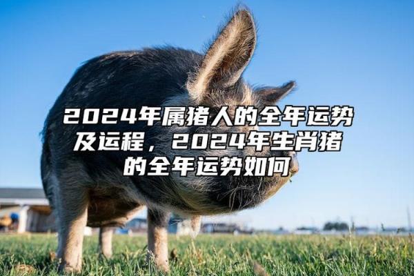 肖猪运程运势详解:感情与事业的双重挑战 肖猪运程运势详解:感情与事业的双重挑战