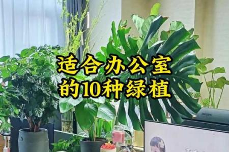 提升办公室气场的室内植物风水布局技巧