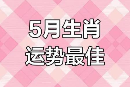 今年属马人的运势解析与发展趋势