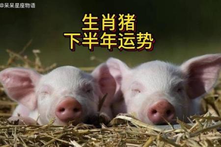 属猪女性财富运势及健康状况