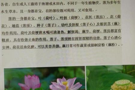 莲字的深层含义与文化象征