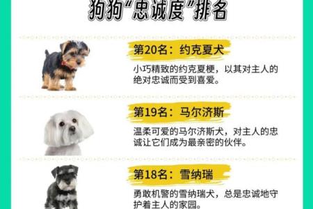 狗狗名字选得好，提升宠物与主人的亲密感
