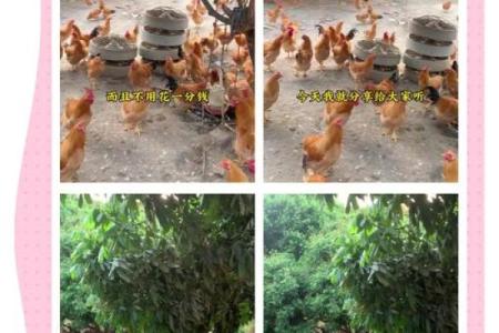 鸡运程健康与养殖成功的关系解析