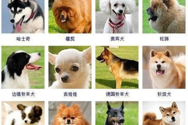 给狗狗取名字的五大技巧：让名字更具个性