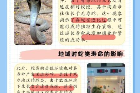 蛇的五行属性解析：蛇属什么元素及其象征意义
