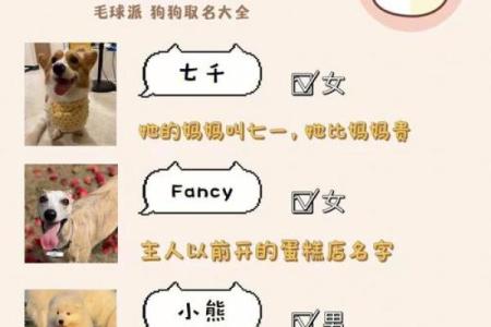 给狗狗取名字的五大技巧：让名字更具个性