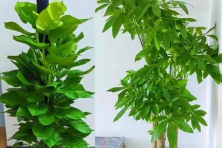 打造和谐办公环境，植物风水布局全攻略
