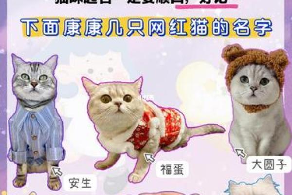 猫咪名字大搜罗，超萌可爱风格推荐