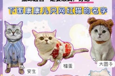 猫咪名字大搜罗，超萌可爱风格推荐