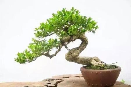 提升家居风水：黄杨树的象征意义与实际应用