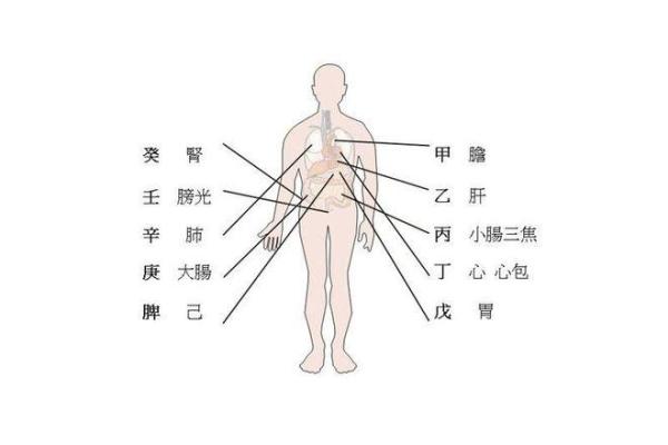 家居风水角度看胃部健康的重要性 家居风水角度看胃部健康的重要性