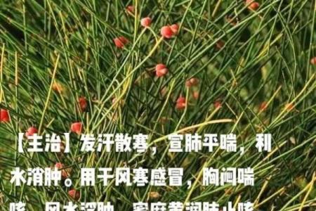 风水招财中药的神奇功效与使用方法