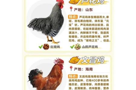 从寓意到发音，鸡宝宝名字选择全攻略