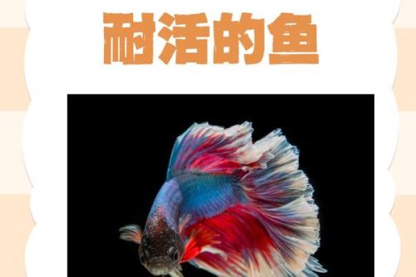 居家风水养鱼的六大秘诀助你招财聚运 居家风水养鱼的六大秘诀助你招财聚运
