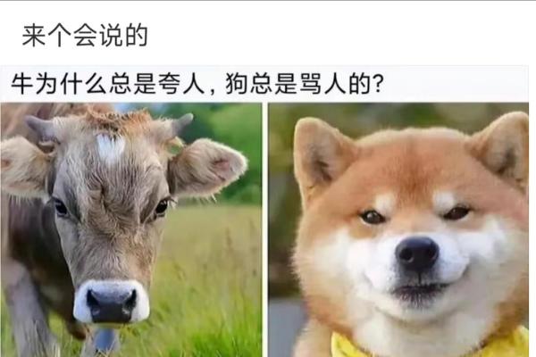 狗与牛的完美搭配:探索两者性格与运势的奇妙契合 狗与牛的完美搭配:探索两者性格与运势的奇妙契合