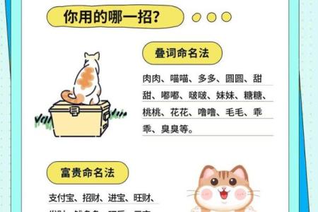 如何为你的猫咪挑选一个独特又有意义的名字