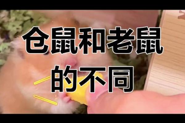 鼠男鼠女能否和谐相处?全面剖析二者关系 鼠男鼠女能否和谐相处?全面剖析二者关系