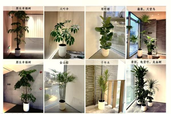如何根据风水摆放植物让办公室更有活力 如何根据风水摆放植物让办公室更有活力