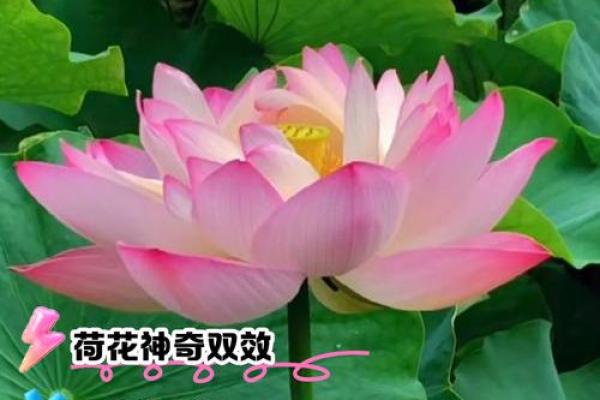 菏花五行属性解析,如何影响风水与命运运势 菏花五行属性解析,如何影响风水与命运运势
