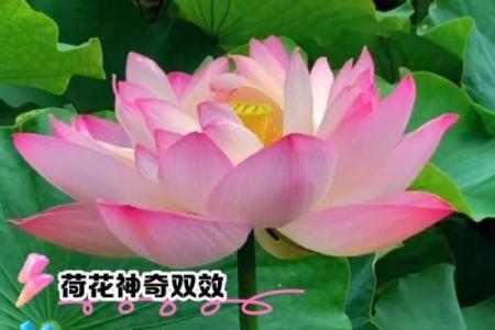 菏花五行属性解析，如何影响风水与命运运势