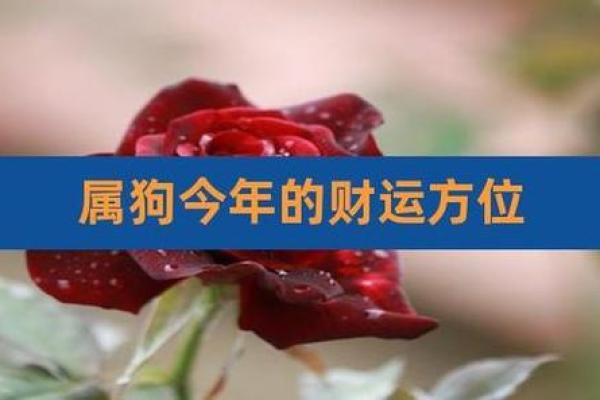 属狗的朋友在的财运与健康运势