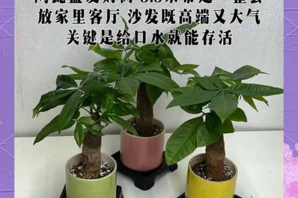 招财花盆如何助力家居风水提升财运 招财花盆如何助力家居风水提升财运