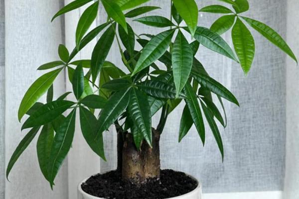 招财花盆如何助力家居风水提升财运 招财花盆如何助力家居风水提升财运
