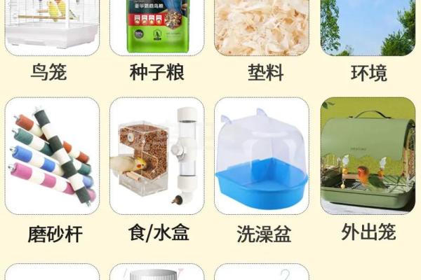 养鹦鹉前必看!五行属性如何决定你的养鸟策略 养鹦鹉前必看!五行属性如何决定你的养鸟策略