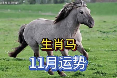 属马人的运势与幸运月份全解析