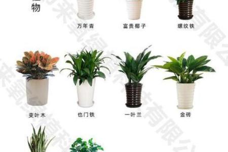 办公室风水植物选择与摆放指南