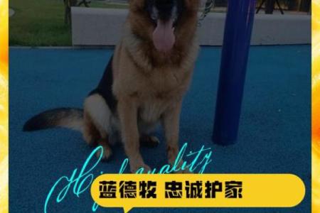 独特动物公司名称推荐助你脱颖而出