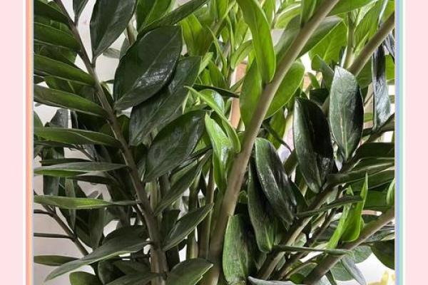 家中摆放这些风水植物助你招财进宝 家中摆放这些风水植物助你招财进宝