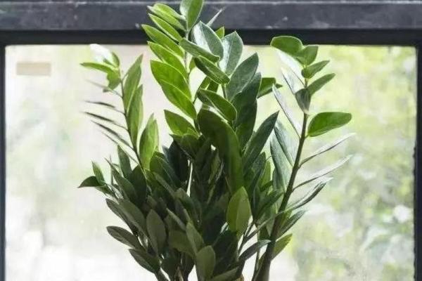 家中摆放这些风水植物助你招财进宝 家中摆放这些风水植物助你招财进宝