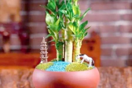 提升财运的十大风水植物推荐