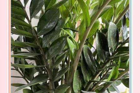 家中摆放这些风水植物助你招财进宝