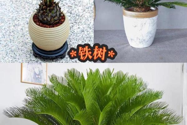 办公室植物摆放风水禁忌与建议 办公室植物摆放风水禁忌与建议