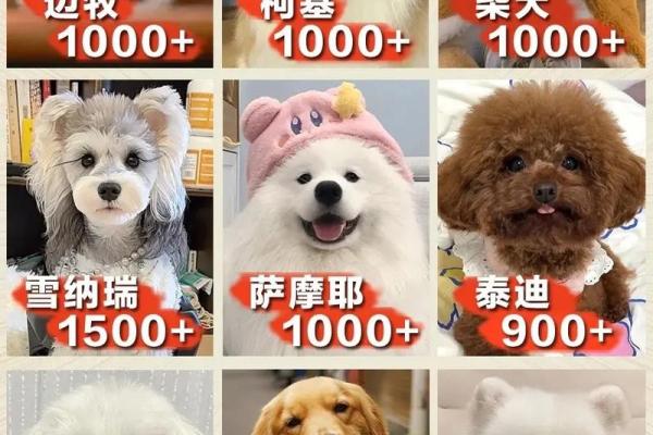 独特又可爱的狗狗名字推荐，让你的宠物更有个性