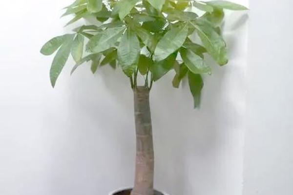 招财风水植物:让财富源源不断的十种绿植 招财风水植物:让财富源源不断的十种绿植