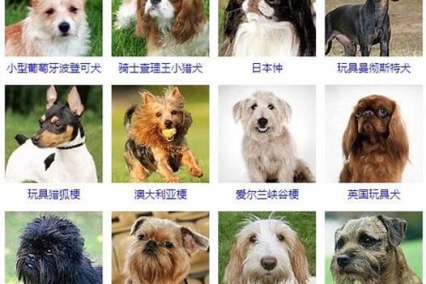 男狗狗名字大全：让你的宠物与众不同