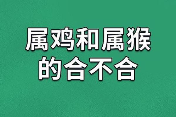 属鸡本命年如何避免感情上的波动 属鸡本命年如何避免感情上的波动